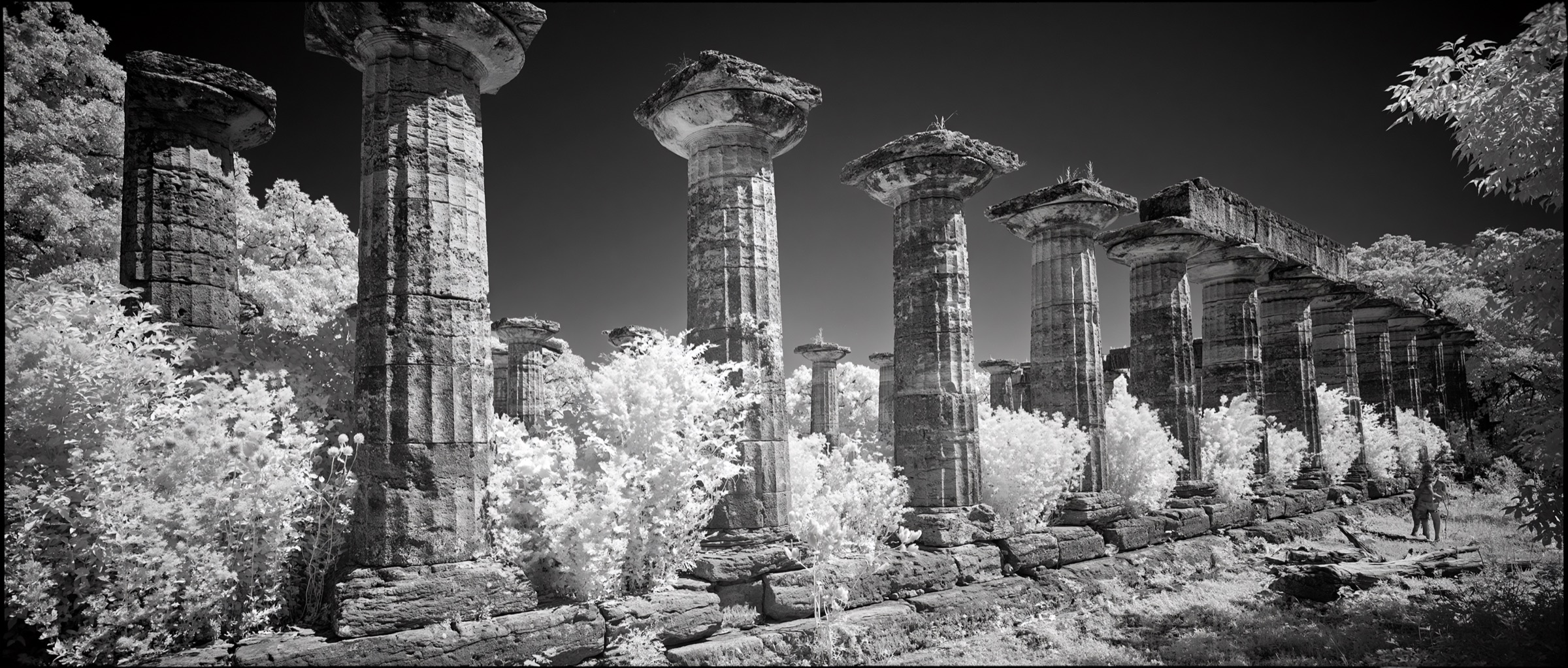 Ancient Doric stone columns overgrown with infrared-white foliage