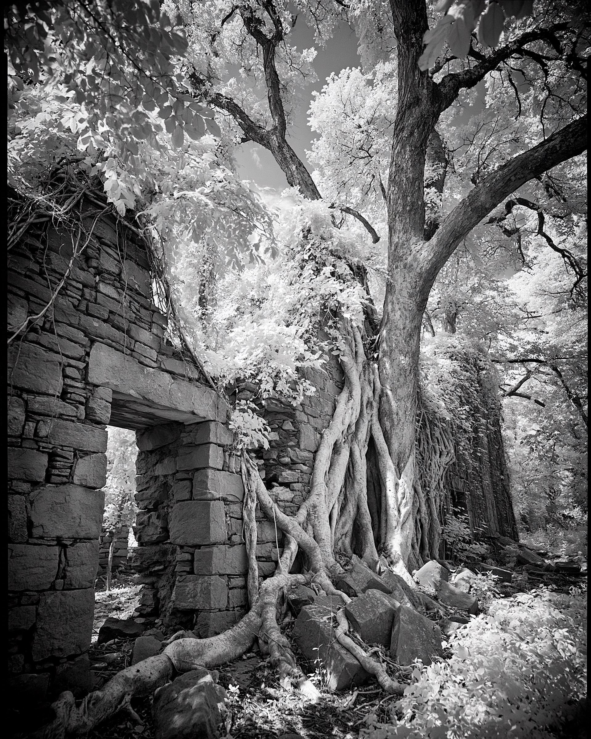 Roots in the wall